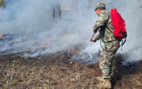 Еліміздің орман қоры аумағында бір күнде 3 орман өрті тіркелді
